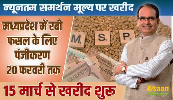 समर्थन मूल्य पर खरीद पंजीकरण 20 फरवरी तक: जानें, कैसे और कहां कराएं रबी फसल बेचने के लिए पंजीयन?
